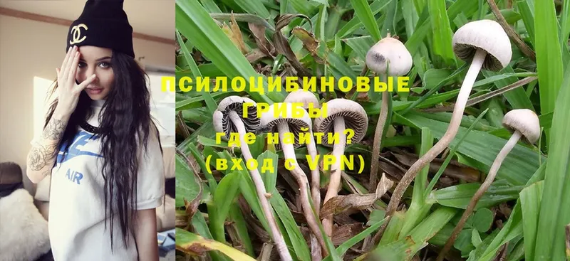 Галлюциногенные грибы Magic Shrooms  Михайловск 